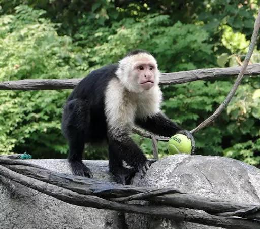 猴子都打网球了，赌你没看过！