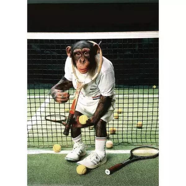 猴子都打网球了，赌你没看过！